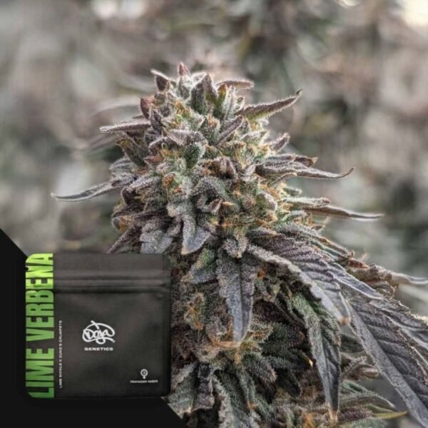 Lime Verbena - Doja Seeds kaufen - Premium Seedbank aus Kalifornien USA Produktbild