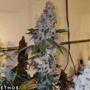 Liqueur R1 - Ethos Genetics kaufen