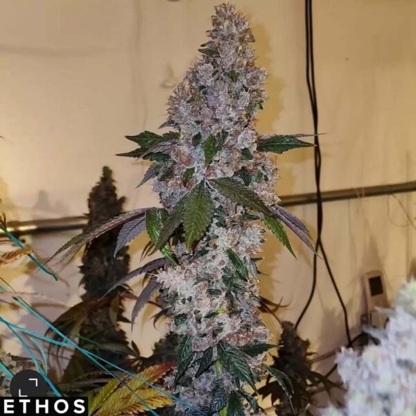 Liqueur R1 - Ethos Genetics kaufen