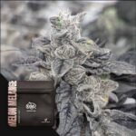Melon Melange - Doja Seeds kaufen - Premium Seedbank aus Kalifornien USA Produktbild