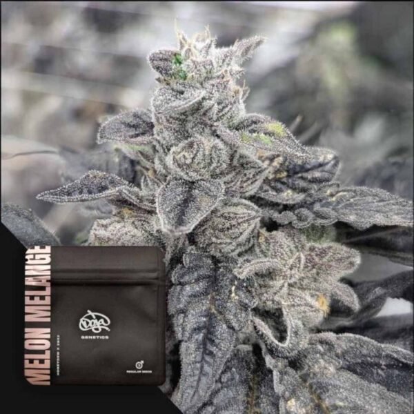 Melon Melange - Doja Seeds kaufen - Premium Seedbank aus Kalifornien USA Produktbild