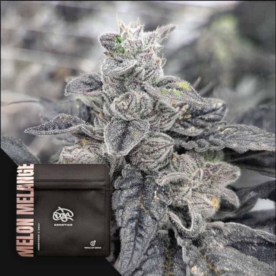 Melon Melange - Doja Seeds kaufen - Premium Seedbank aus Kalifornien USA Produktbild