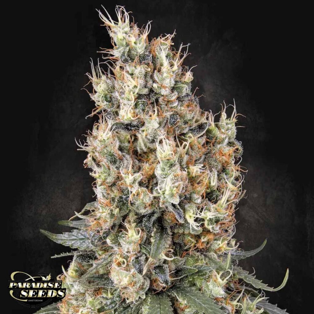 Mendocino Skunk - Paradise Seeds Cannabis Samen kaufen