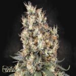 Mendocino Skunk - Paradise Seeds Cannabis Samen kaufen