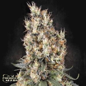 Mendocino Skunk - Paradise Seeds Cannabis Samen kaufen
