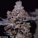 Mookie B R1 - Ethos Genetics kaufen