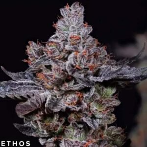 Mookie B R1 - Ethos Genetics kaufen