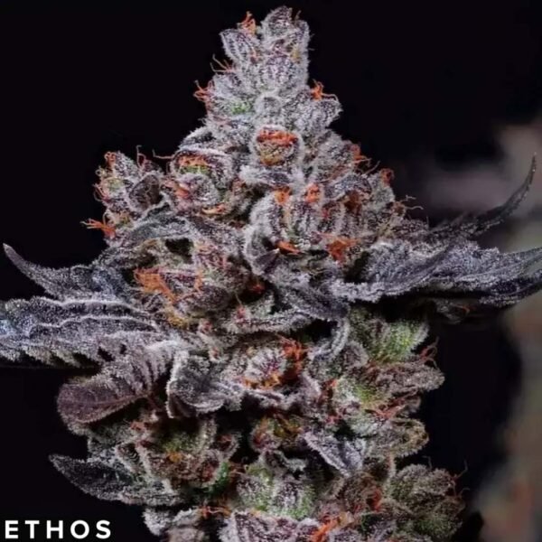 Mookie B R1 - Ethos Genetics kaufen