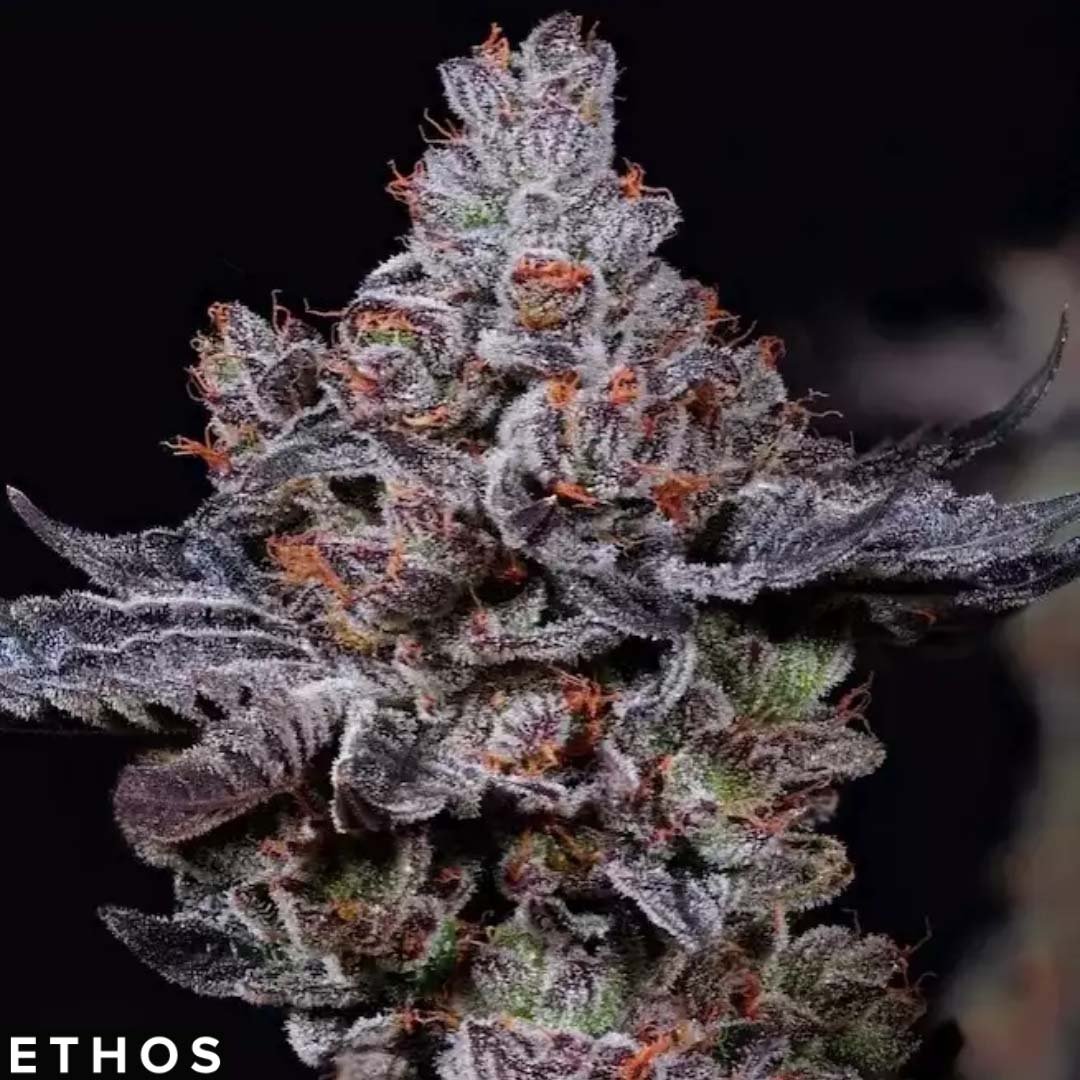 Mookie B R1 - Ethos Genetics kaufen