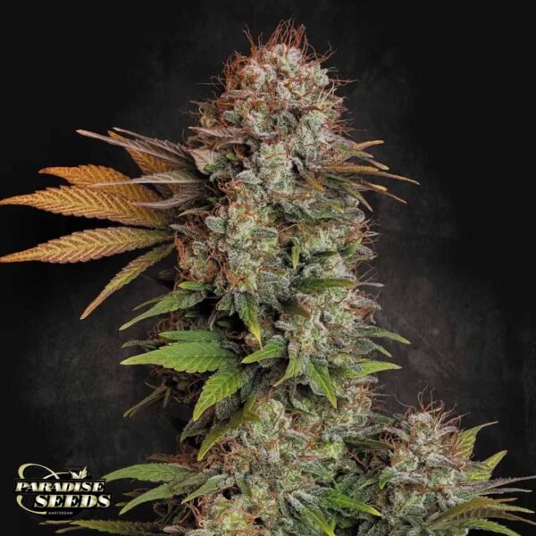 Nebula - Paradise Seeds Cannabis Samen kaufen