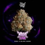 Night Ritual - Wizard Trees Cannabis Samen kaufen