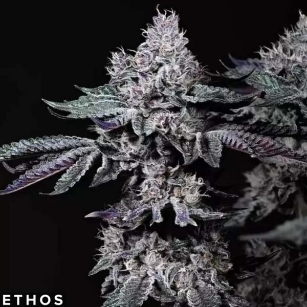 Nuggz R1 - Ethos Genetics kaufen
