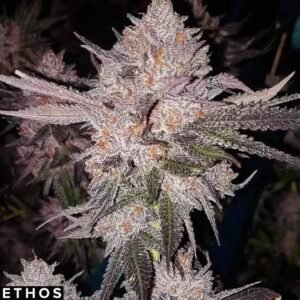 OG Kush Auto - Ethos Genetics Autoflower kaufen - Produktbild