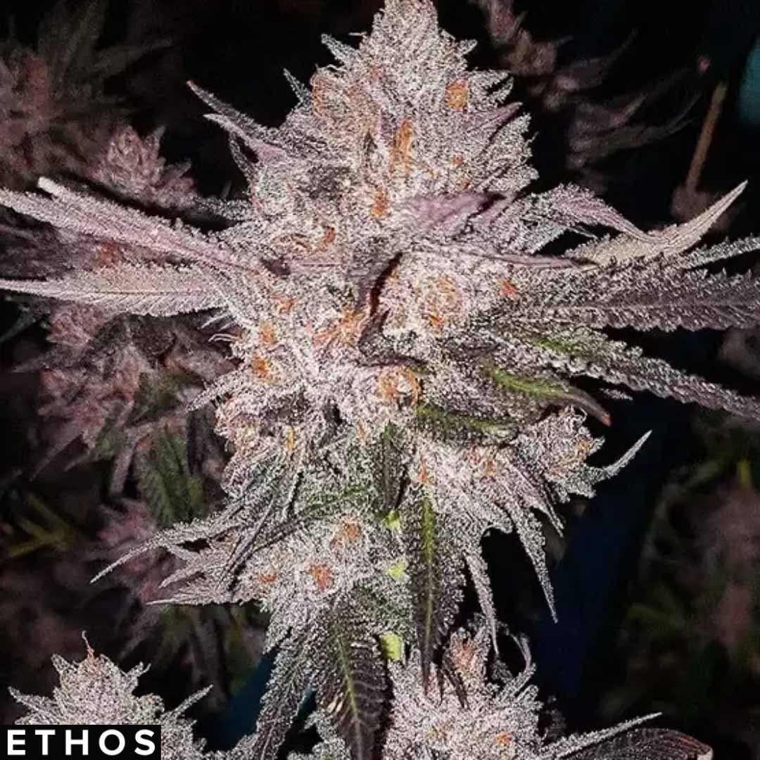 OG Kush Auto - Ethos Genetics Autoflower kaufen - Produktbild