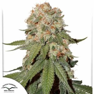 Orange Bud - Dutch Passion Cannabis Samen kaufen