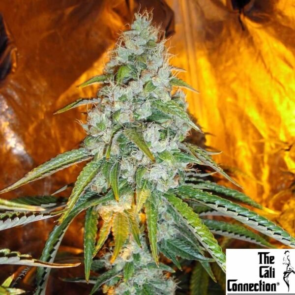 Original Sour Diesel - The Cali Connection Cannabis Samen kaufen Produktbild