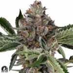 Papaya Jealousy - Sensi Seeds Cannabis Samen kaufen