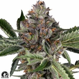 Papaya Jealousy - Sensi Seeds Cannabis Samen kaufen