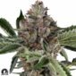 Papaya Jealousy - Sensi Seeds Cannabis Samen kaufen