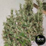 Papua New Guinea - Ace Seeds Cannabis Samen kaufen