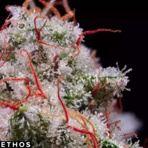 Peach Crescendo RF3 - Ethos Genetics Autoflower kaufen
