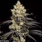 Pillows R1 - Ethos Genetics kaufen