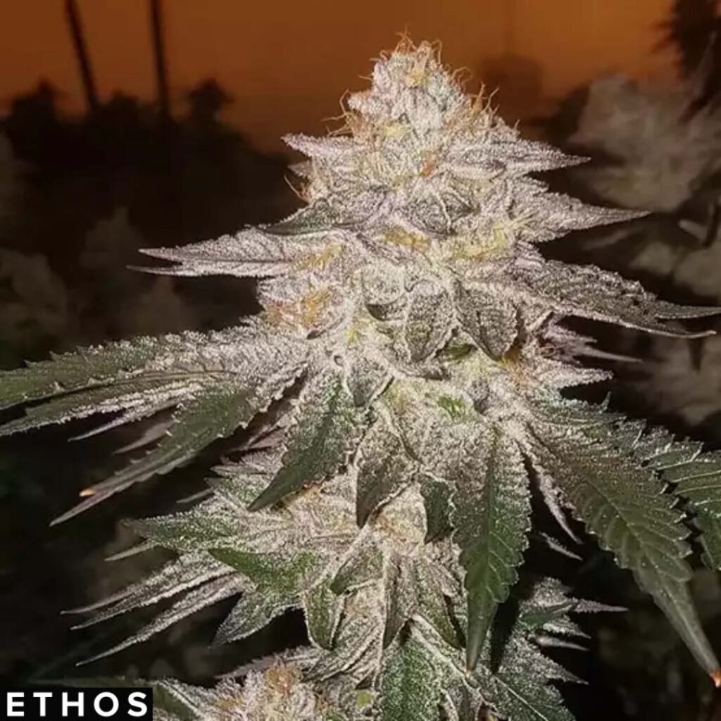 Pina Auto RBX2 - Ethos Genetics Autoflower kaufen