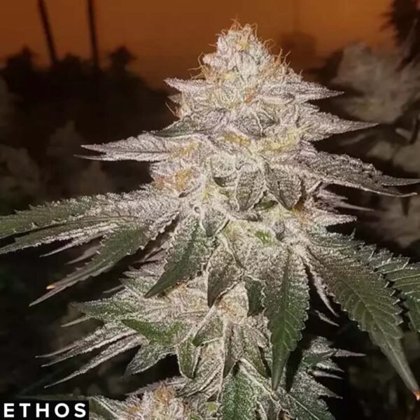 Pina Auto RBX2 - Ethos Genetics Autoflower kaufen