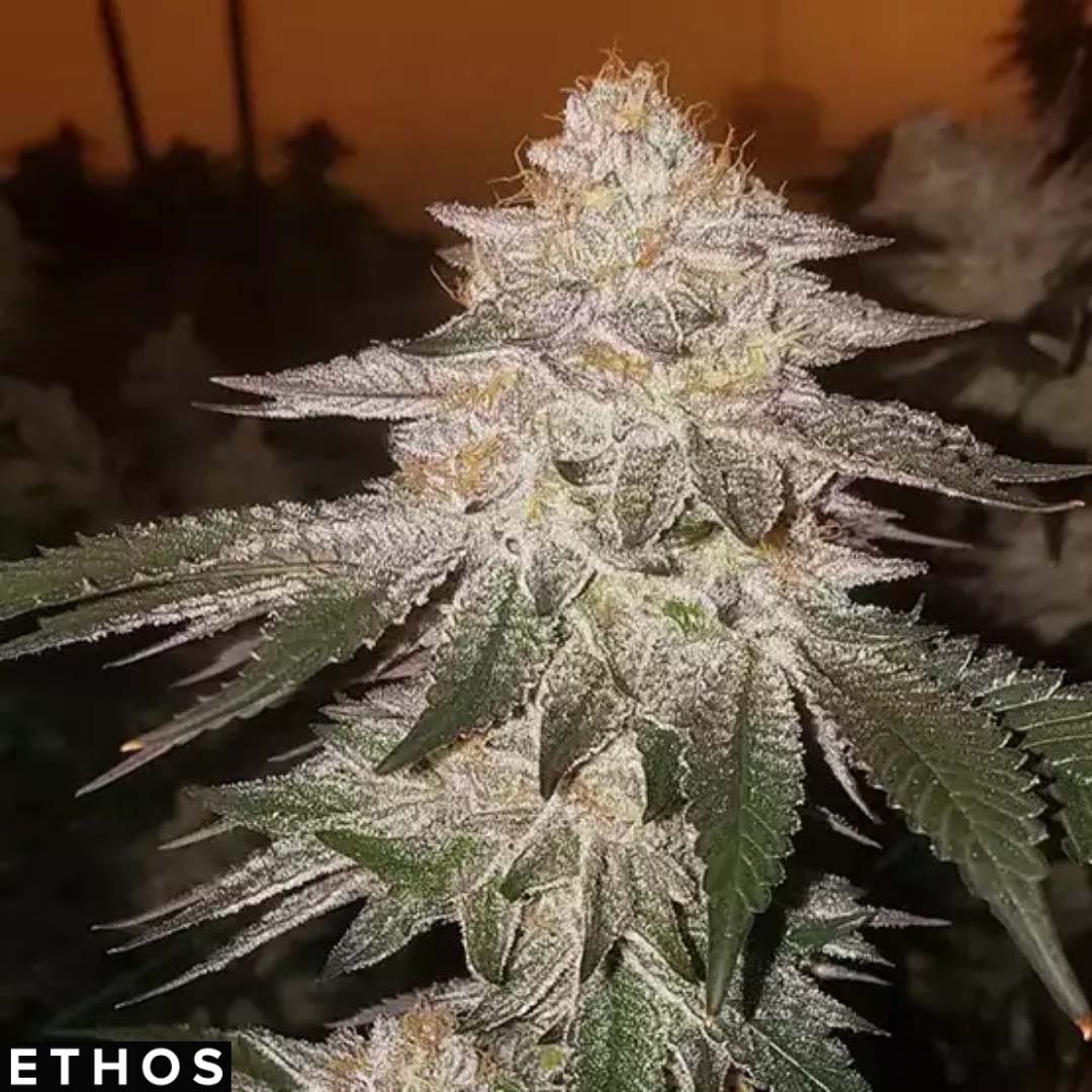 Pina Auto RBX2 - Ethos Genetics Autoflower kaufen