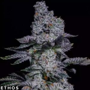 Pineapple Runtz Auto - Ethos Genetics Autoflower kaufen