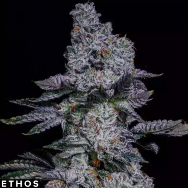 Pineapple Runtz Auto - Ethos Genetics Autoflower kaufen