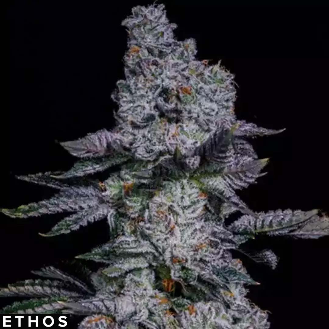 Pineapple Runtz Auto - Ethos Genetics Autoflower kaufen