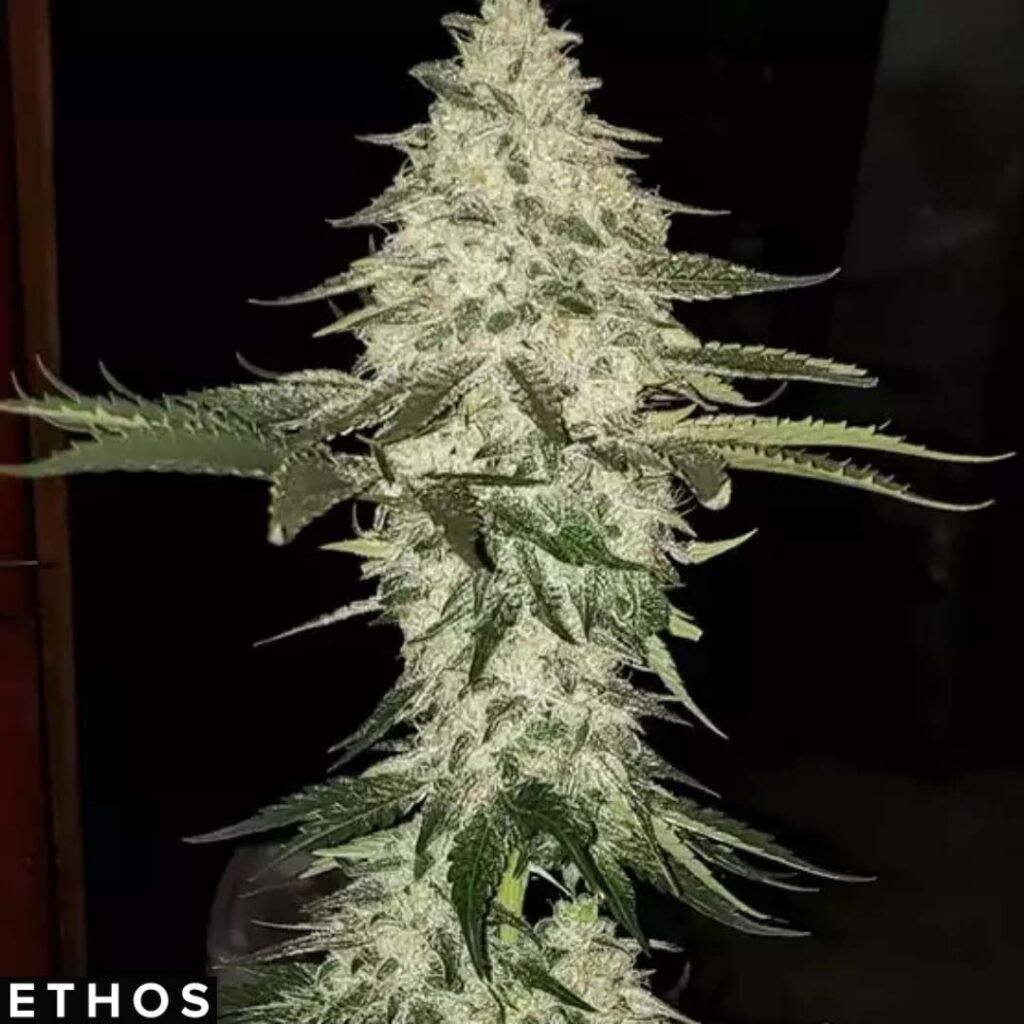 Planet of the Grapes Auto - Ethos Genetics Autoflower kaufen
