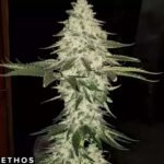Planet of the Grapes Auto - Ethos Genetics Autoflower kaufen