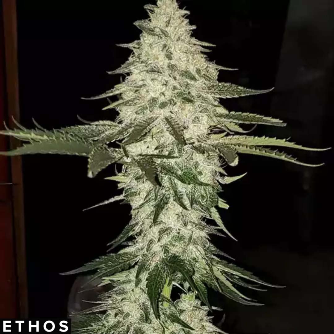 Planet of the Grapes Auto - Ethos Genetics Autoflower kaufen