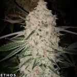 Pluto Cut Auto RF3 - Ethos Genetics Autoflower kaufen