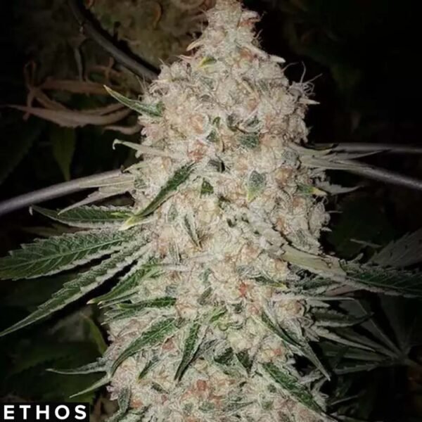 Pluto Cut Auto RF3 - Ethos Genetics Autoflower kaufen