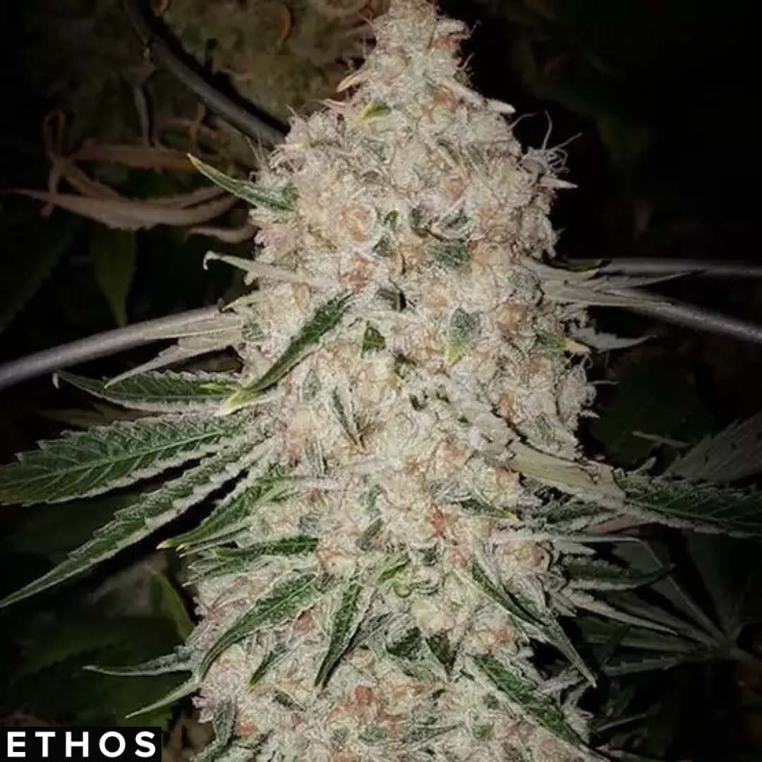 Pluto Cut Auto RF3 - Ethos Genetics Autoflower kaufen