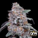 Purple People Eater Auto - DNA Genetics Autoflower Cannabis Samen kaufen