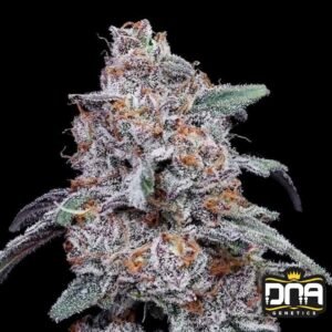 Purple People Eater Auto - DNA Genetics Autoflower Cannabis Samen kaufen
