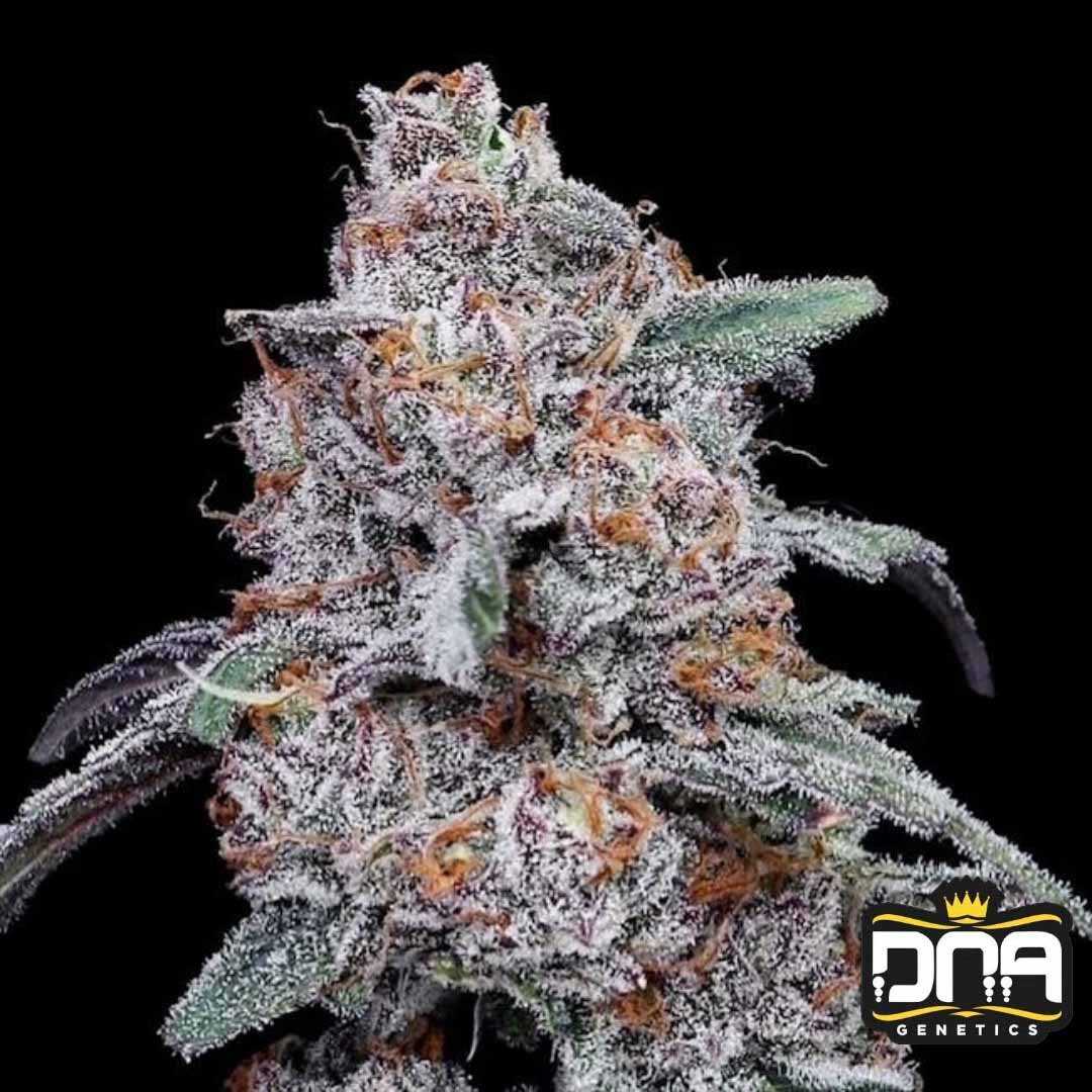 Purple People Eater Auto - DNA Genetics Autoflower Cannabis Samen kaufen