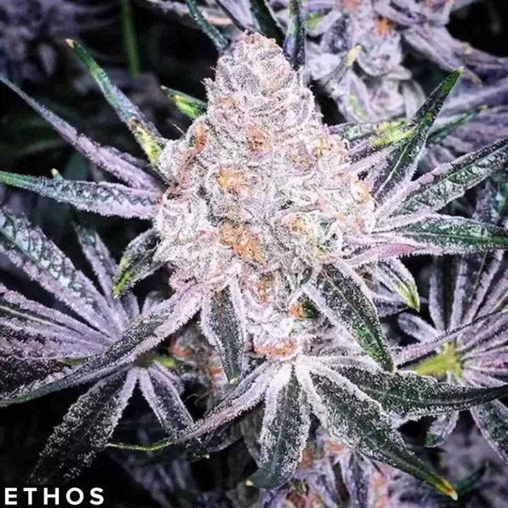 Purple Sunset RBX2 - Ethos Genetics kaufen