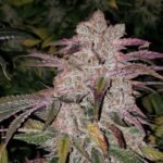 Purple Thai Auto RBX1 - Ethos Genetics kaufen