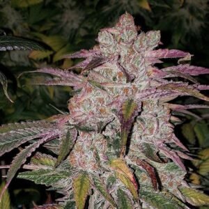 Purple Thai Auto RBX1 - Ethos Genetics kaufen