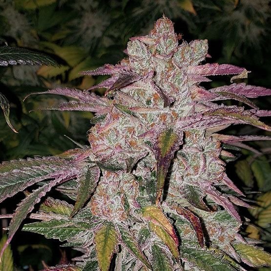 Purple Thai Auto RBX1 - Ethos Genetics kaufen
