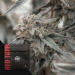 Red Taffi - Doja Seeds kaufen - Premium Seedbank aus Kalifornien USA Produktbild