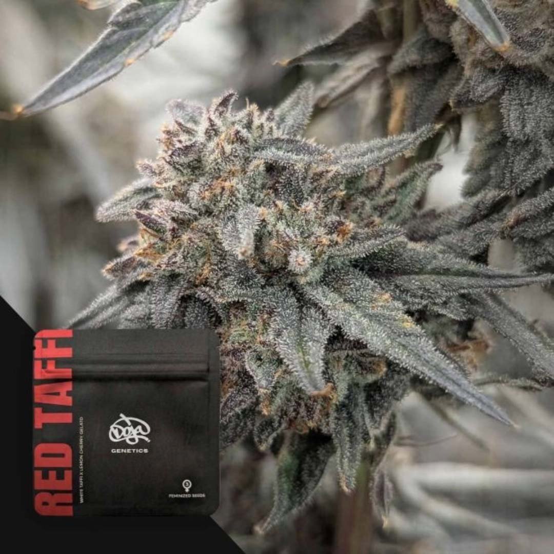 Red Taffi - Doja Seeds kaufen - Premium Seedbank aus Kalifornien USA Produktbild
