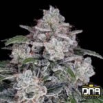 Return Of The Mac Auto - DNA Genetics Autoflower Cannabis Samen kaufen