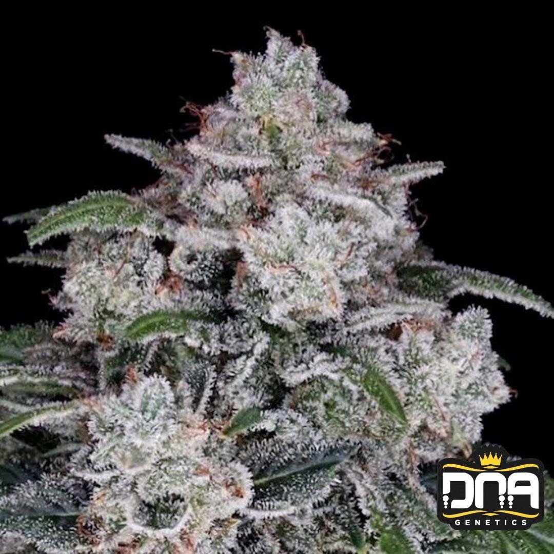 Return Of The Mac Auto - DNA Genetics Autoflower Cannabis Samen kaufen