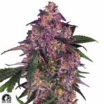 Sensi Purple Kush - Sensi Seeds Cannabis Samen kaufen